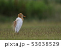 アマサギ 53638529