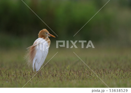 アマサギ 53638529