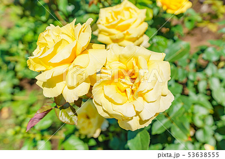 バラの花(春バラ) [星光] 作出年1975年 作出国 日本 53638555