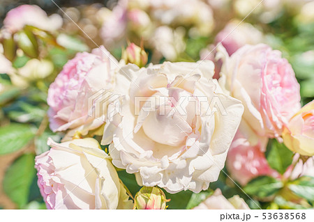 バラの花(春バラ) [ピエール ドゥ ロンサール] 作出年1987年 作出国 フランス 53638568