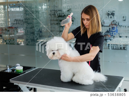 Bichon Fries at a dog grooming salon 53638805