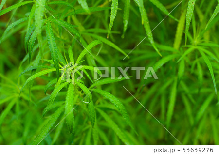 Closeup nature view of Marijuana plant green leaf  53639276