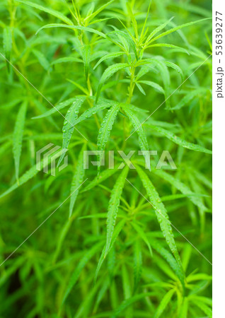 Closeup nature view of Marijuana plant green leaf  53639277