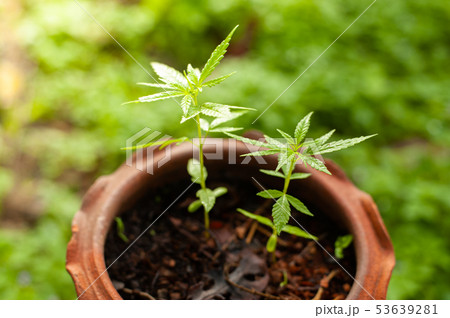 Closeup nature view of Marijuana plant green leaf Closeup nature view of Marijuana plant green leaf 53639281
