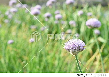 浅葱の花 53639444