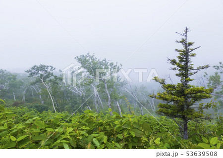 霧の美幌峠　夏景 53639508