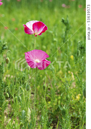 ケシ 花 野花 53639573