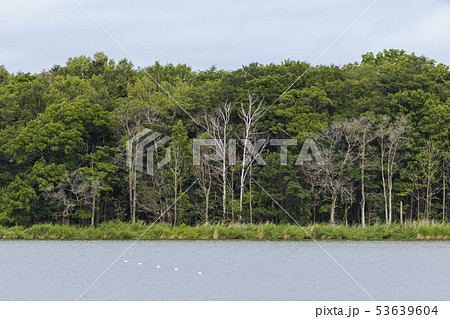 網走湖　夏景 53639604
