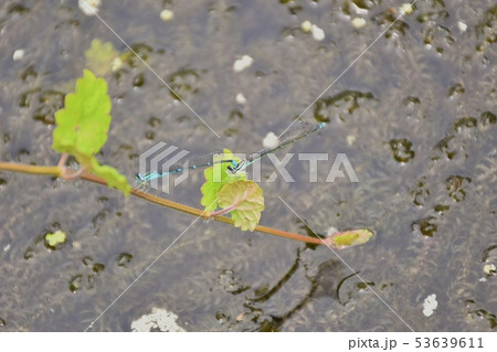 イトトンボの交尾と産卵 53639611