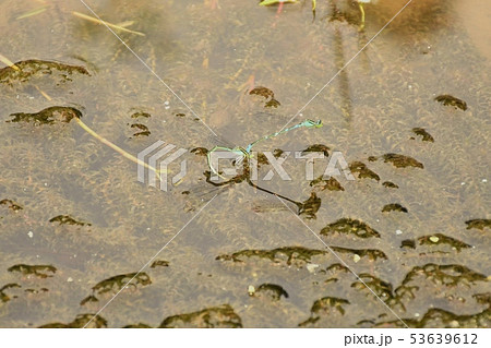 イトトンボの交尾と産卵 53639612