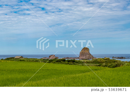 海岸沿いの水田 8月 53639671