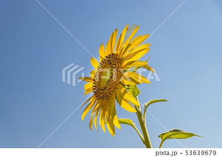 ひまわり 53639679