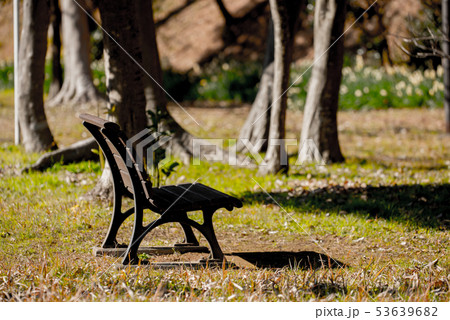 春のひだまりのベンチ 53639682