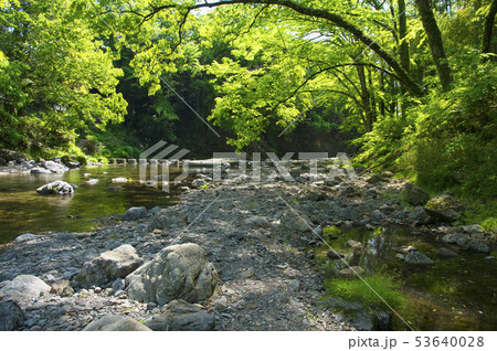 新緑の吾妻峡 ドレミファ橋 新緑の吾妻峡 ドレミファ橋 53640028