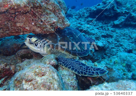 カメ 53640337