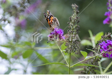 アカタテハ 53640651