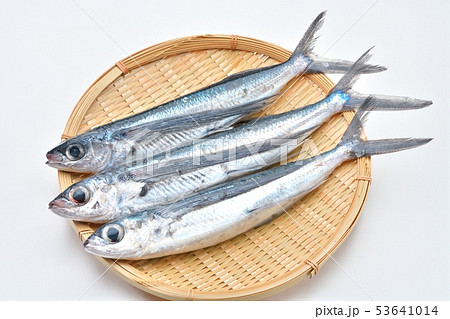 とびうお、トビウオ、飛び魚、飛魚、海水魚、鮮魚、食材(生・未加熱) とびうお、トビウオ、飛び魚、飛魚、海水魚、鮮魚、食材(生・未加熱) 53641014