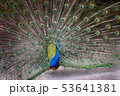 Peacock with feathers extended 53641381