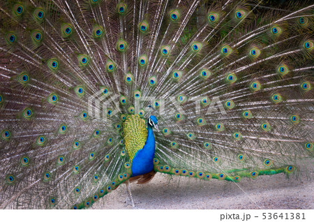Peacock with feathers extended 53641381