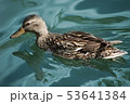Duck swimming in a clear river 53641384