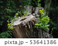 Cut tree in a natural park 53641386