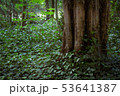 Big tree in a natural park 53641387