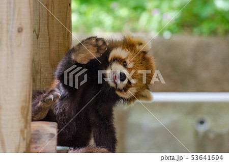 レッサーパンダのこんにちは 53641694