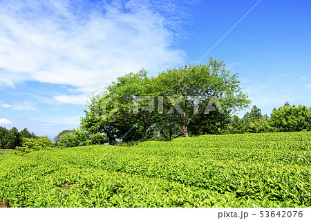 茶畑(初夏) 茶畑(初夏) 53642076