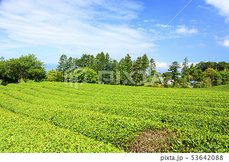 茶畑(初夏) 茶畑(初夏) 53642088