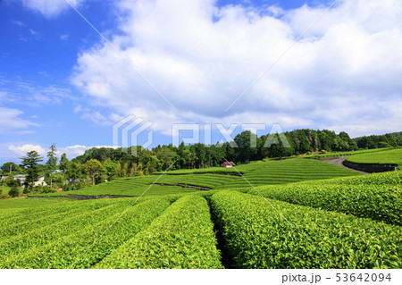 茶畑(初夏) 茶畑(初夏) 53642094