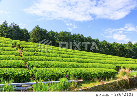 茶畑（初夏） 53642103
