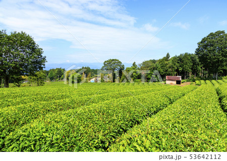 茶畑（初夏） 53642112