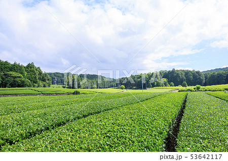 茶畑（初夏） 53642117