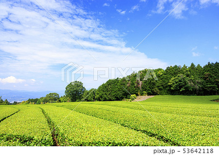 茶畑（初夏） 53642118