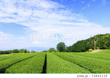 茶畑（初夏） 53642119