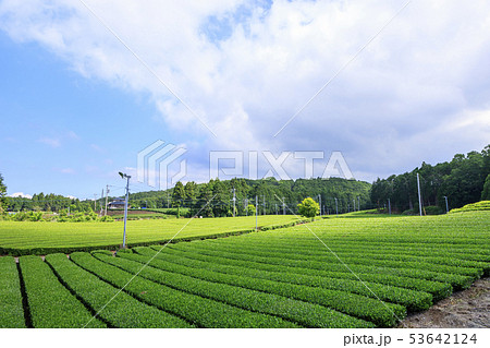 茶畑(初夏) 茶畑(初夏) 53642124