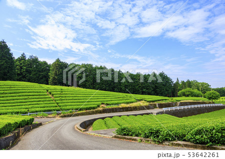 茶畑(初夏) 茶畑(初夏) 53642261