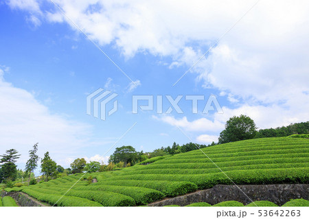 茶畑(初夏) 茶畑(初夏) 53642263