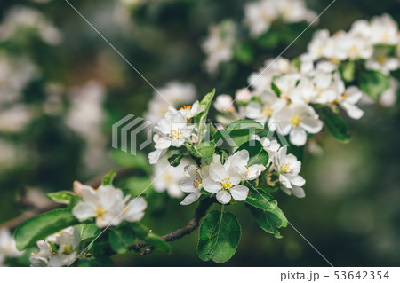 Apple blossom branch of flowers Apple blossom branch of flowers 53642354