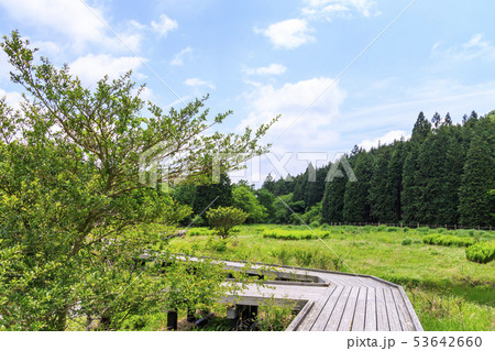 小田貫湿原（初夏） 53642660