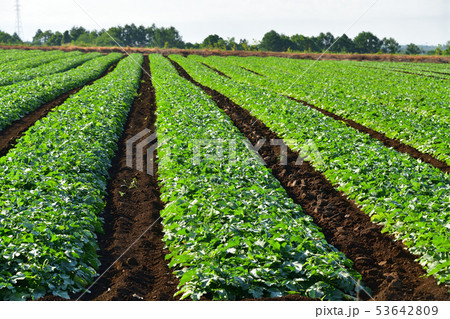 北海道函館市桔梗町で夏ダイコンの畑の初夏の風景を撮影 53642809