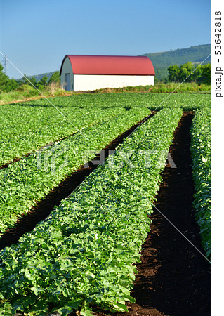 北海道函館市桔梗町で夏ダイコンの畑の初夏の風景を撮影 53642818