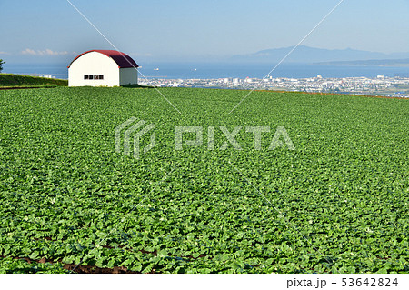 北海道函館市桔梗町で夏ダイコンの畑の初夏の風景を撮影 53642824