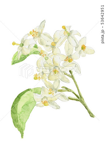 ハッサクの花 水彩のイラスト素材 [53642951] - PIXTA