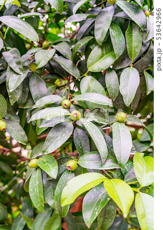 自然イメージ 53642966