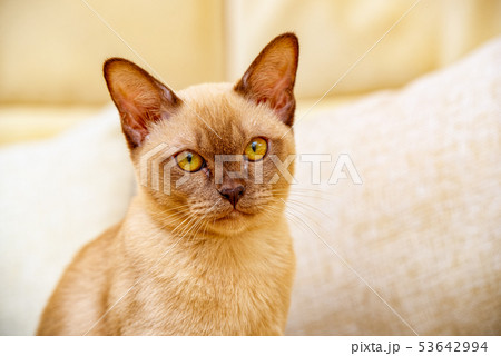 Burmese cat kitty color chocolate, is a breed of 53642994