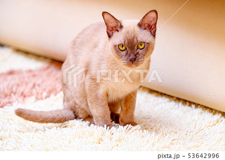 Burmese cat kitty color chocolate, is a breed of 53642996