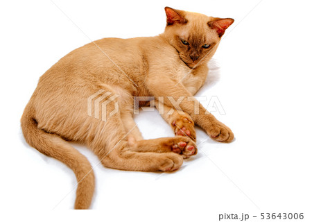 Burmese cat kitty color chocolate, is a breed of Burmese cat kitty color chocolate, is a breed of 53643006