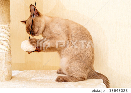 Burmese cat kitty color chocolate, is a breed of 53643028