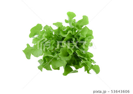 Green oak lettuce on white background Green oak lettuce on white background 53643606